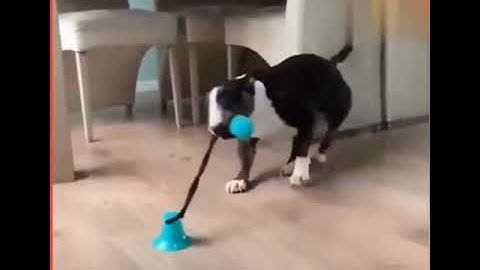 Suction Dog Toy 👉 Suction Cup Dog Chew Toy !amazing!