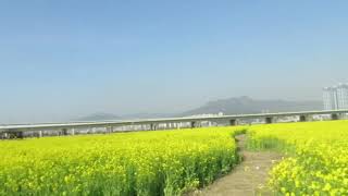 釜山大渚生態公園（대저생태공원）- 油菜花田2018