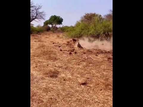 شيء غامض جعل الجميع يهرب ما الذي يحدث في الغابة 