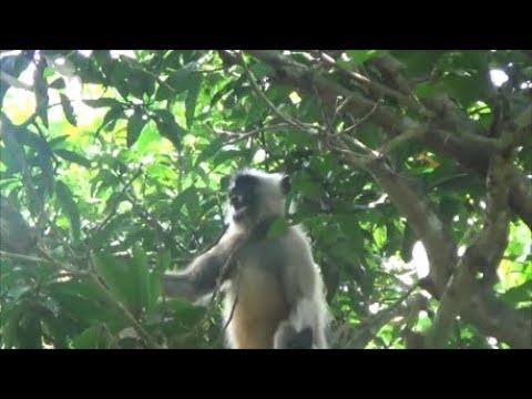 Amazing Angry Langur monkey Sounds