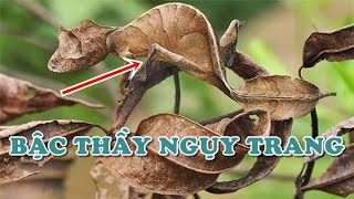 Top Những Động Vật Là Bậc Thầy Ngụy Trang Trong Tự Nhiên