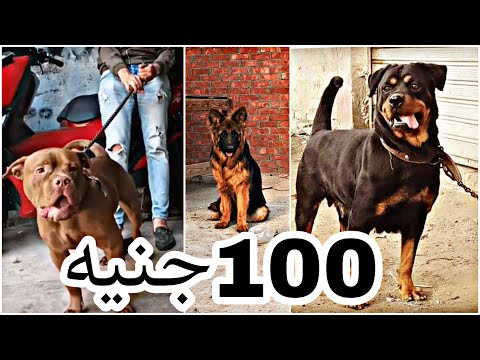 حجات ب 100جنيه بس للبيع في مصر بيتبول هاسكي جيرمن روت وايلر