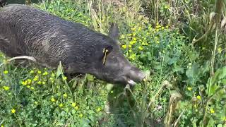 Which One Will the Pigs Prefer: Grasses, Turnip Greens, or Turnip Roots?