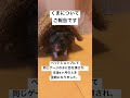 くまが天国に旅立ちました #_shorts #ハムスター