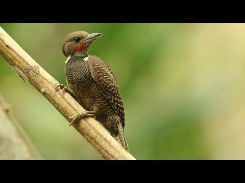 caladi bodok, burung kecil yang bertingkah menggemaskan, mempunyai suara yang seram
