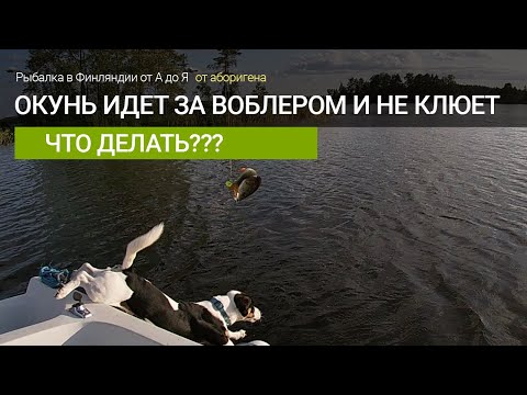 Что делать если окунь пассивный?