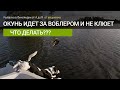 Что делать если окунь пассивный?