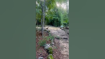 PENAMPAKAN ANEH YANG PERNAH TERTANGKAP OLEH KAMERA #shorts