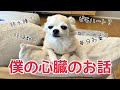 僕の心臓の話　my heart is bad 言うてますけどmore