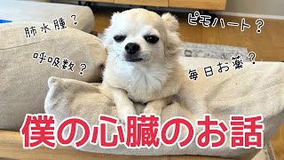 僕の心臓の話 my heart is bad 言うてますけどmore