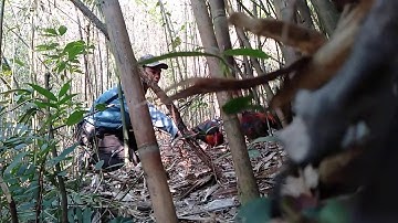 Bẫy gà rừng miền bắc 19/2/2020