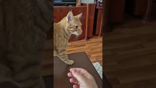 Deli Haydar, Eserekli Haydar Yine Öptürmedi