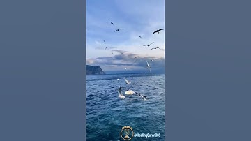 مقتطفات من سورة آل عمران للشيخ #احمد_العجمي