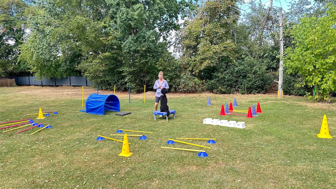 Pudel 🐩 Gymnastik 🤸 