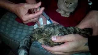 КОШАЧЬЯ ЧУМА в Крыму / Ветеринары по неволе / Мы в ответе за тех, кого приручили КОШАЧЬЯ ЧУМА в Крыму / Ветеринары по неволе / Мы в ответе за тех, кого приручили