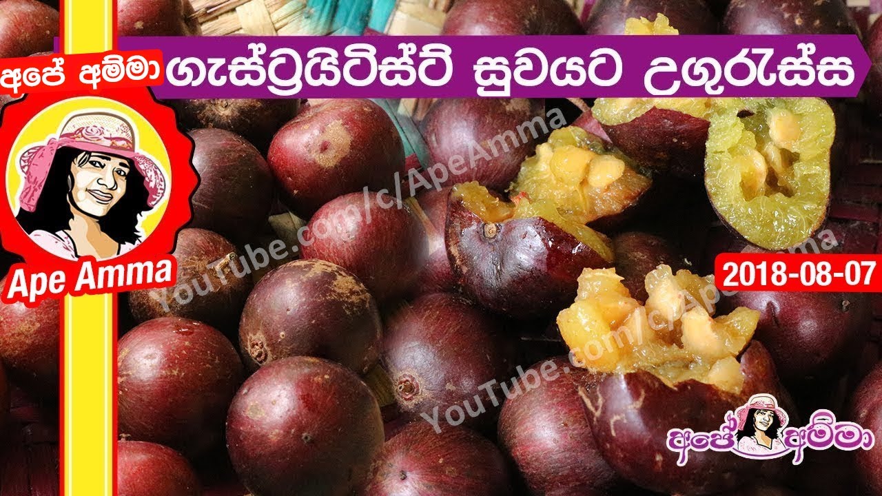 මතකය වැඩි කරන,ගැස්ට්‍රයිටිස්ට් සුවයට උගුරැස්ස Governor's plum for gastritis cure by Apé Amma