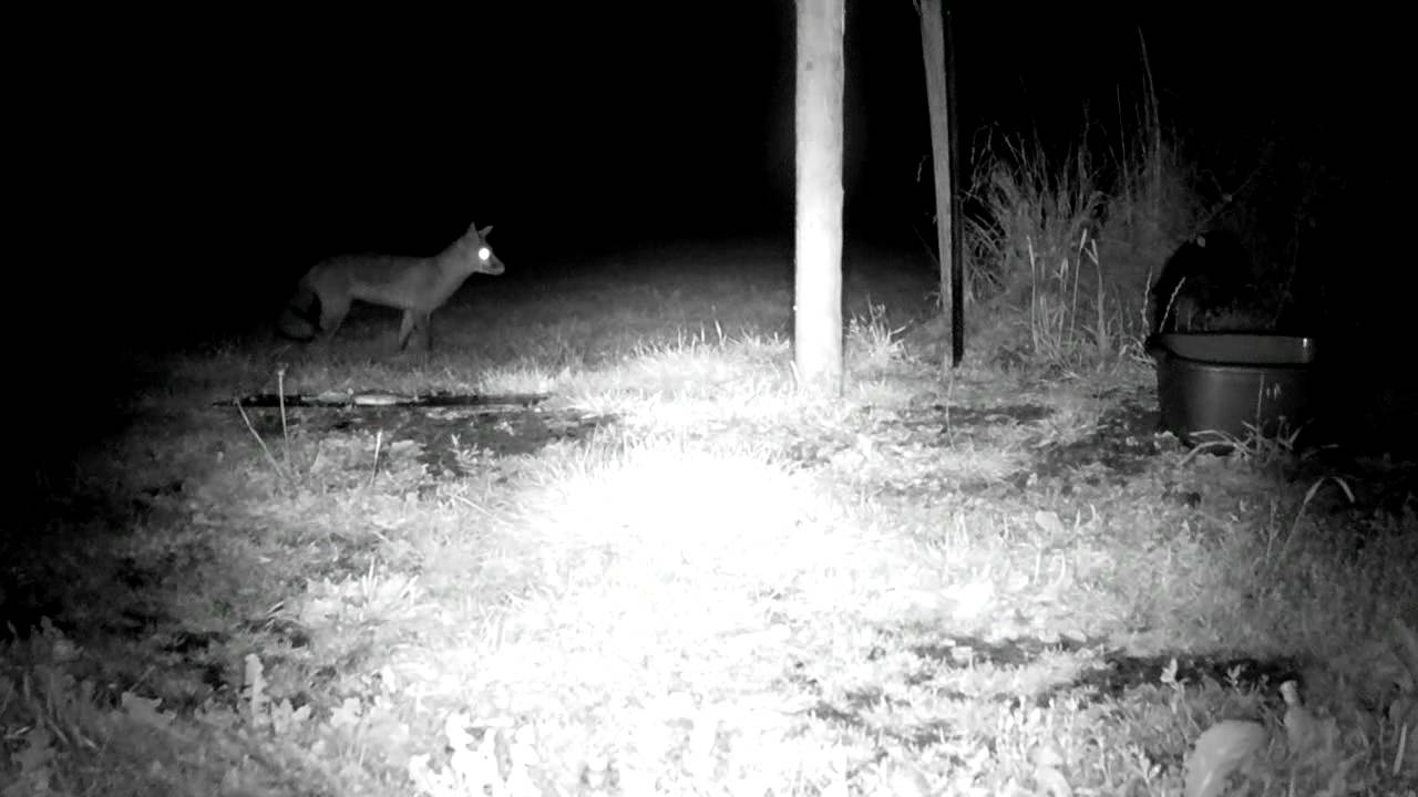 badger animal habitat Crumpet Stealing Badger !