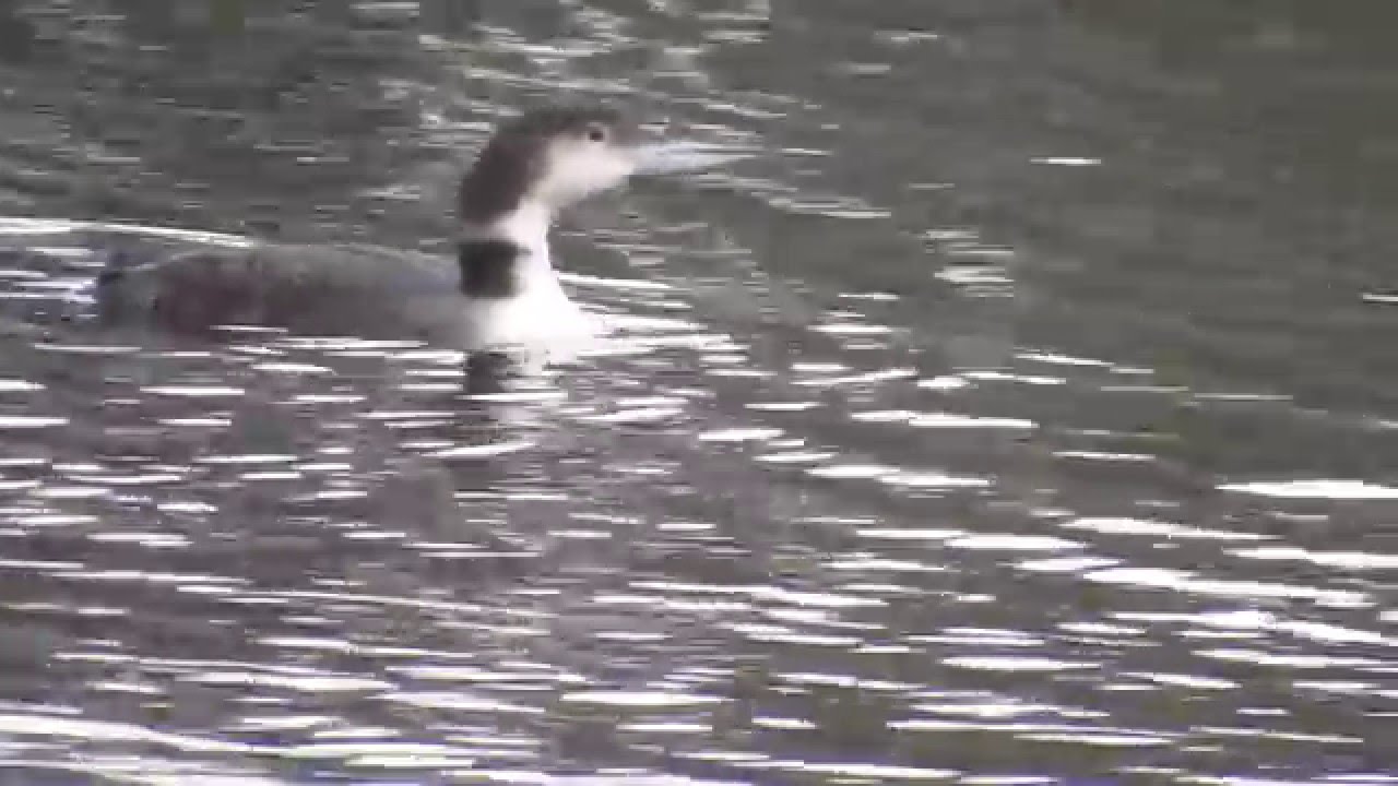 Common loon diving; winter Maryland YouTube