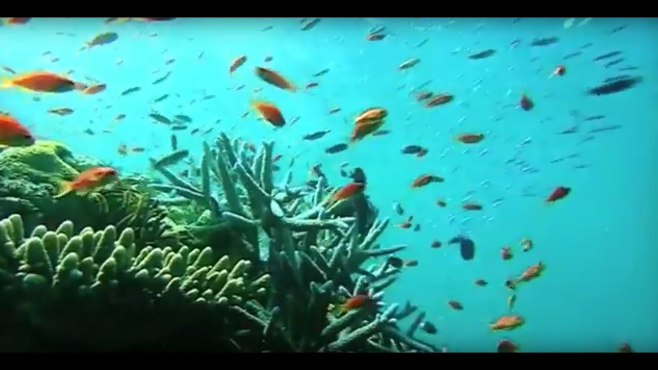 AFPTV ARQUIVOS E STOCKSHOTS