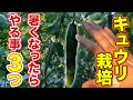 【絶対やれ!】キュウリ栽培で暑さを放っておくと早く枯れるので長く育てる方法を教えます