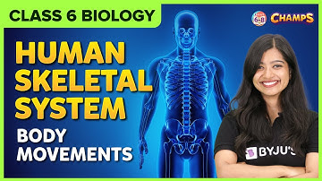 Human skeletal system Body movements Class 6 CBSE