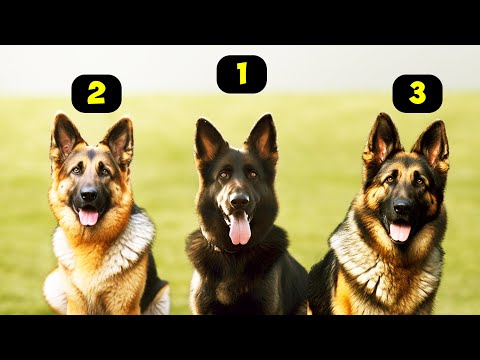 Video: Vācu aitu tipi: ceļvedis suņu šķirņu variācijām
