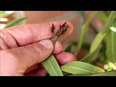 Video: Oleander: Eienskappe En Sorg