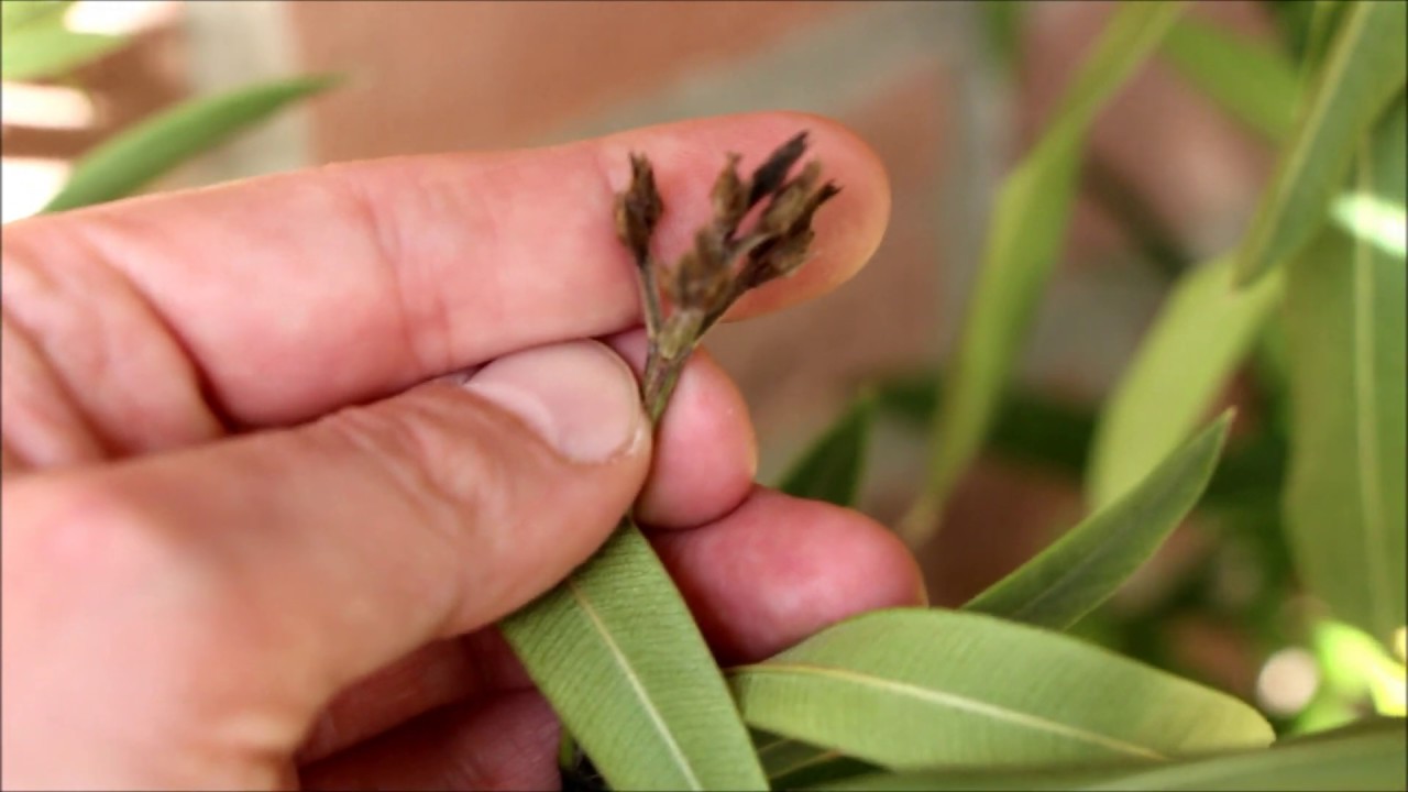 Oleander schneiden R 252 ckschnitt wann Oleander schneiden nach 252 berwintern NewWonder555 YouTube