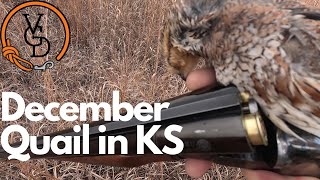 December Quail Adventure in Kansas by Versatile Gun Dog 336 views 2 months ago 3 minutes, 57 seconds
