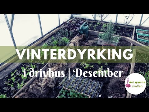 Video: Dyrking Av Eggplanter I Drivhus, Skadedyrbekjempelse