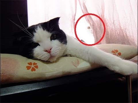 心霊写真 怖いけど おもしろくて可愛い猫ちゃん達 Ghost Photo And Interesting And Cute Cat Youtube