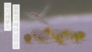 [SUB ENG] 아기 새우가 펑하고 태어났어요 | 인공 부화 | 물멍 | Baby Shrimp | MulMung
