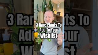 Here’s 3 Rare Plants That You Might Want To Add To Your Wishlist… #RarePlants #Plants #Houseplants
Here’s 3 Rare Plants That You Might Want To Add To Your Wishlist… #RarePlants #Plants #Houseplants Here’s 3 Rare Plants That You Might Want To Add To Your Wishlist… #RarePlants #Plants #Houseplants