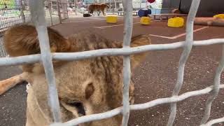 приехали в Майкоп еще нужно многое сделать , но все уже гуляют