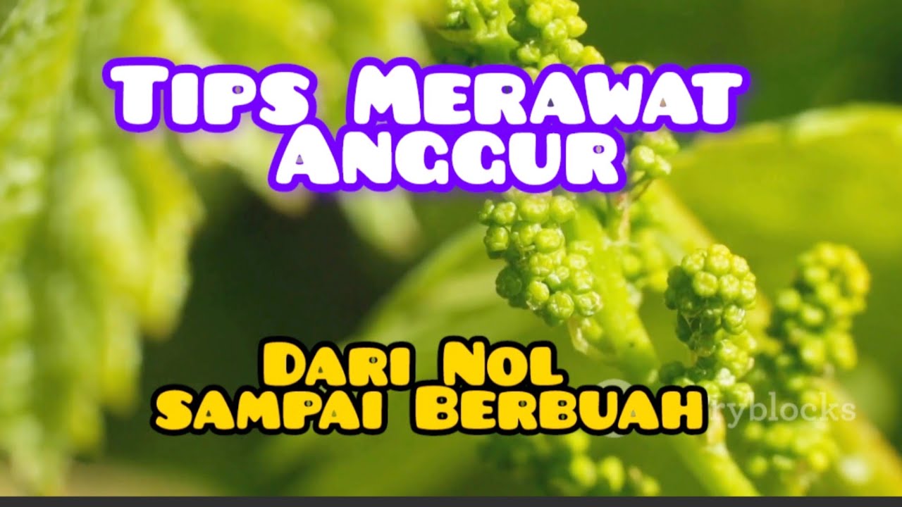 Tips Menanam Anggur dari nol Hingga  Berbuah #gardening #anggur 