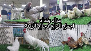 مزاد بغداد اجمل انواع دجاج الزينة /منطقة الكسرة ٢٠نوفمبر ٢٠٢١