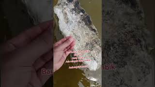 Finding ambergris from malaysia