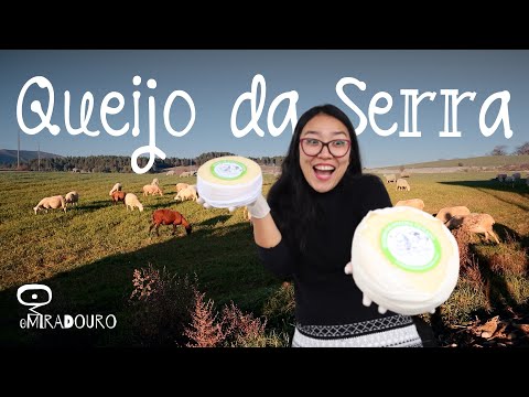 Vídeo: O queijo do porto salut estraga?