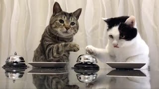 Funny cats and cute reactions!! Cats and bell by KKR tech 2,740 views 3 years ago 5 minutes, 40 seconds