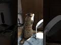 くどい猫