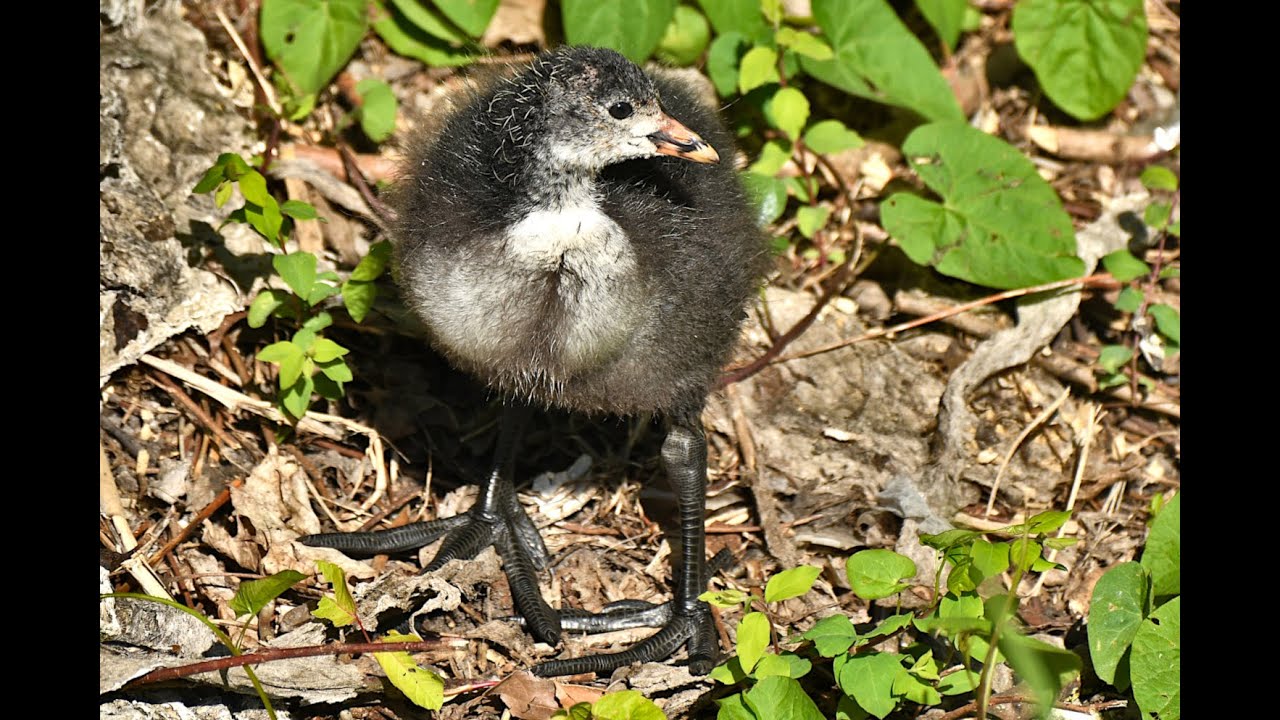 Blässhuhn-Küken am See