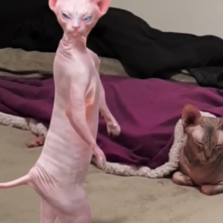 Sphynx Dance