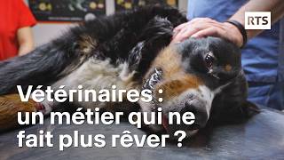 Burn out, suicide, que se passe-t-il chez les vétérinaires ? | RTS by RTS - Radio Télévision Suisse 30,950 views 2 weeks ago 43 minutes