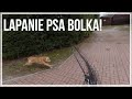 Łapanie psa Bolka.