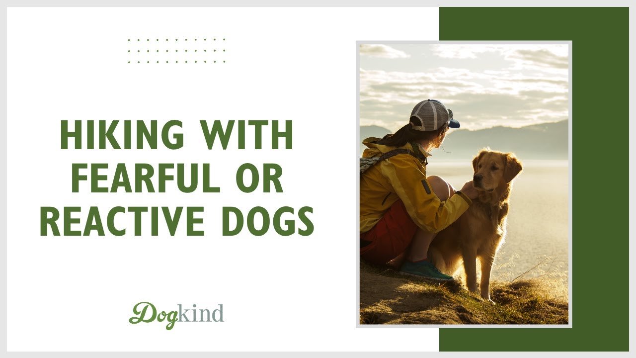 Hiking with fearful or reactive dogs YouTube