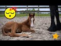 Learn to be tied up | Play and sleep outside | Rising Star & Queen👑Uniek | Friesian Horses