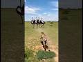 The Cheetah Chasing an Ostrich—Entangled in a Trap the Next Moment#shorts
