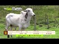 Tu vitrina ganadera - TvAgro por Juan Gonzalo Angel