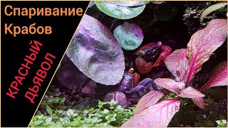 видео: Любовный треугольник. Спаривание крабов Красный Дьявол. картинка: Любовный треугольник. Спаривание крабов Красный Дьявол.