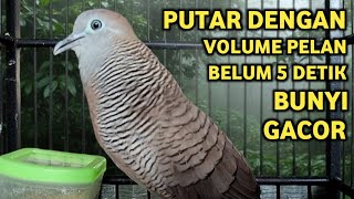 Masteran Suara Burung Perkutut Lokal Juara Untuk Pancingan Dan Memikat Pasti Nyaut 100%